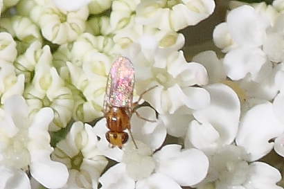 Ditteri microscopici:chloropidae