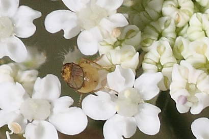 Ditteri microscopici:chloropidae