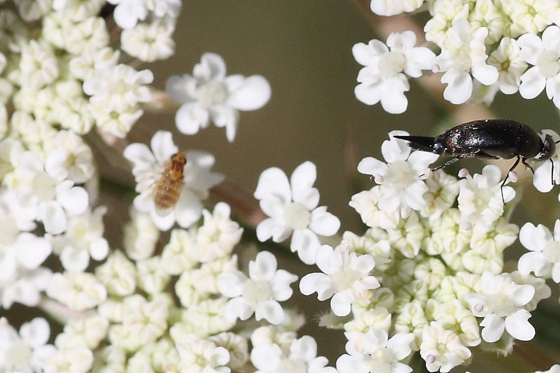 Ditteri microscopici:chloropidae