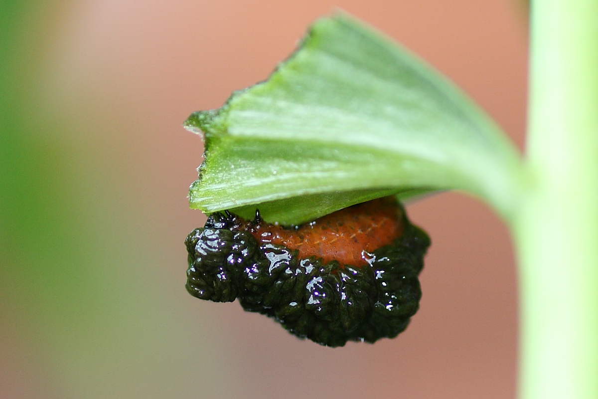 Schermaglie amorose: Lilioceris lilii