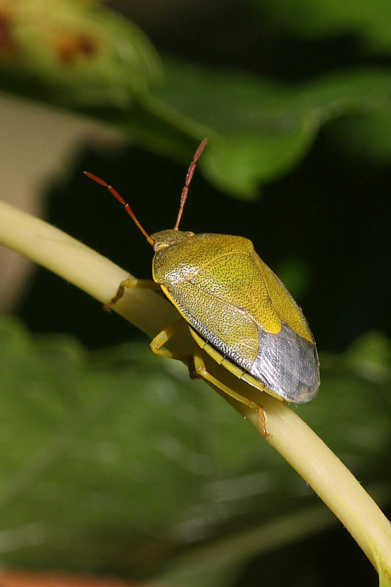 Palomena prasina ?No: Piezodoris lituratus di Agugliano
