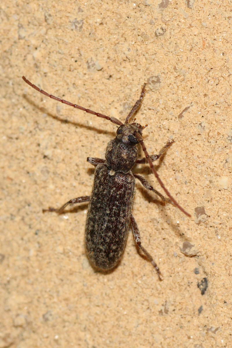 Cerambycidae notturno