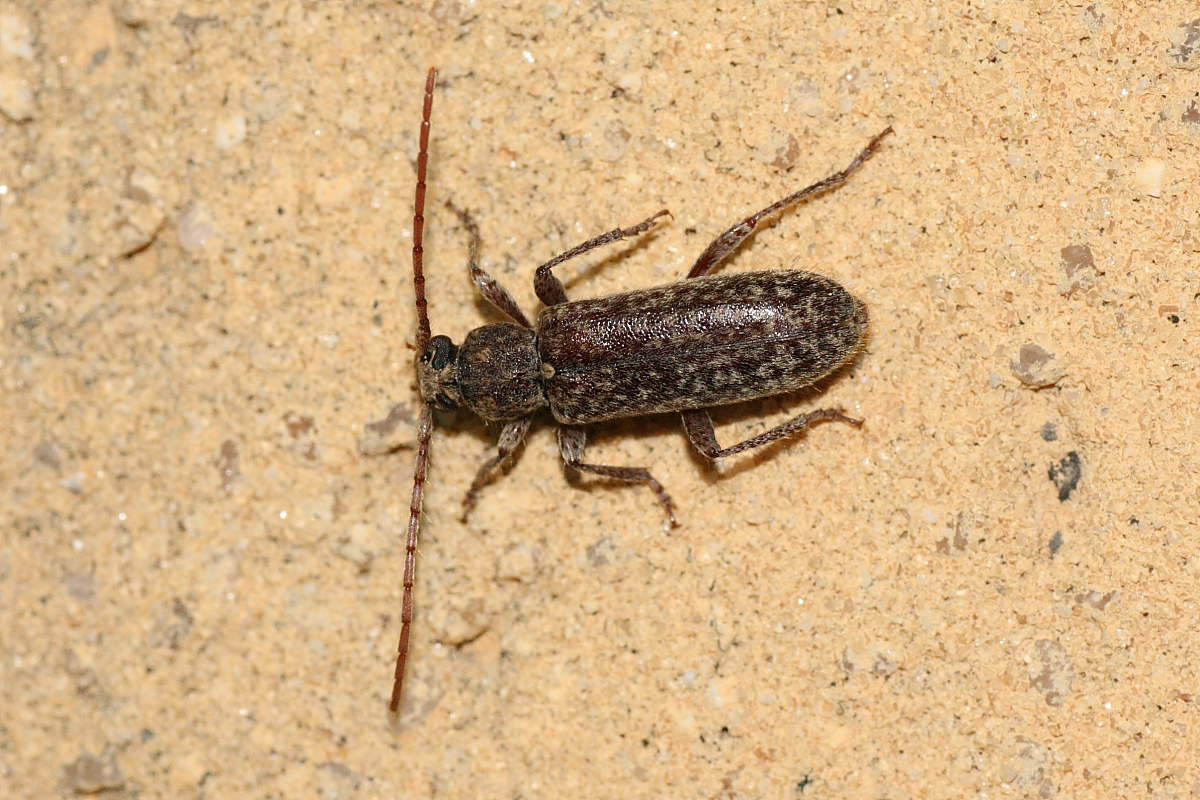 Cerambycidae notturno