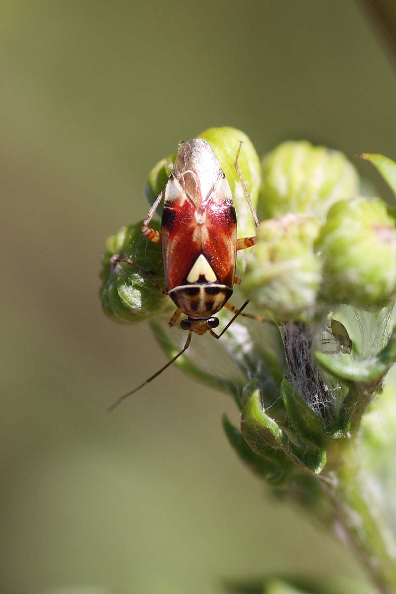 Lygus pratensis ?