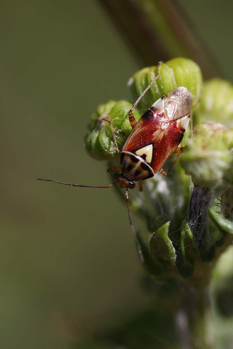 Lygus pratensis ?