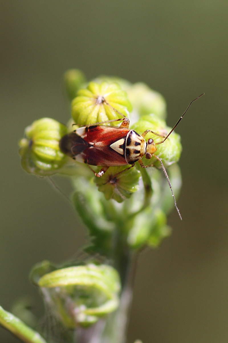 Lygus pratensis ?