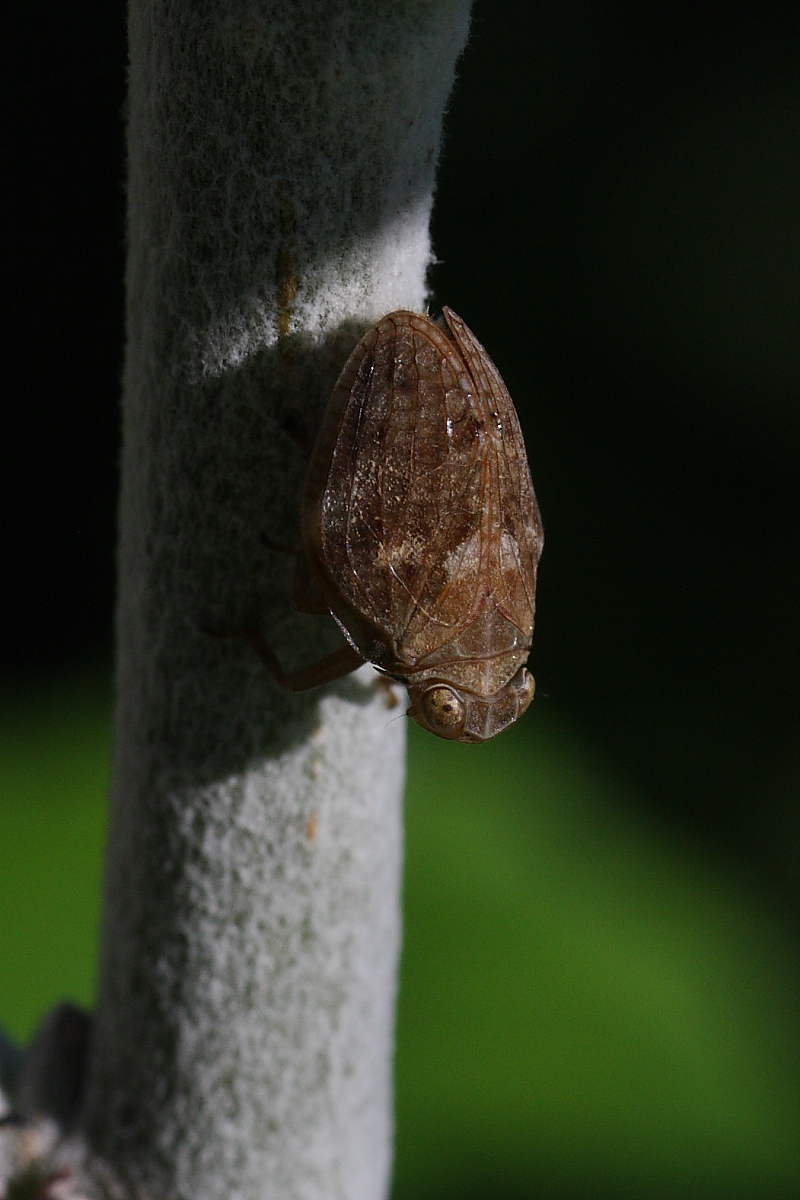 Da identificare..Issidae cfr. Hysteropterum ?