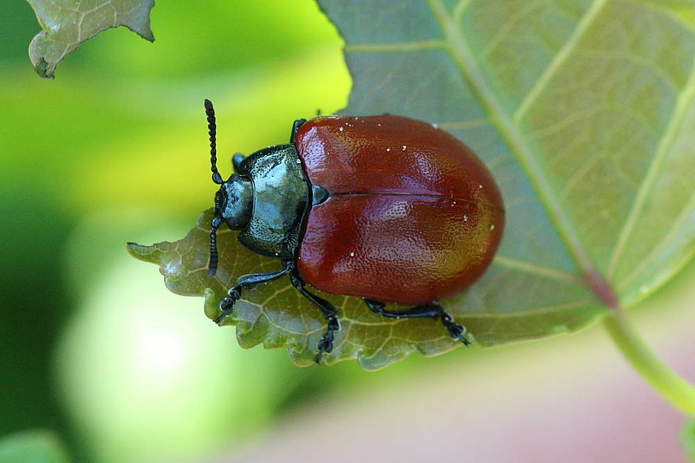 Chrysomela populi
