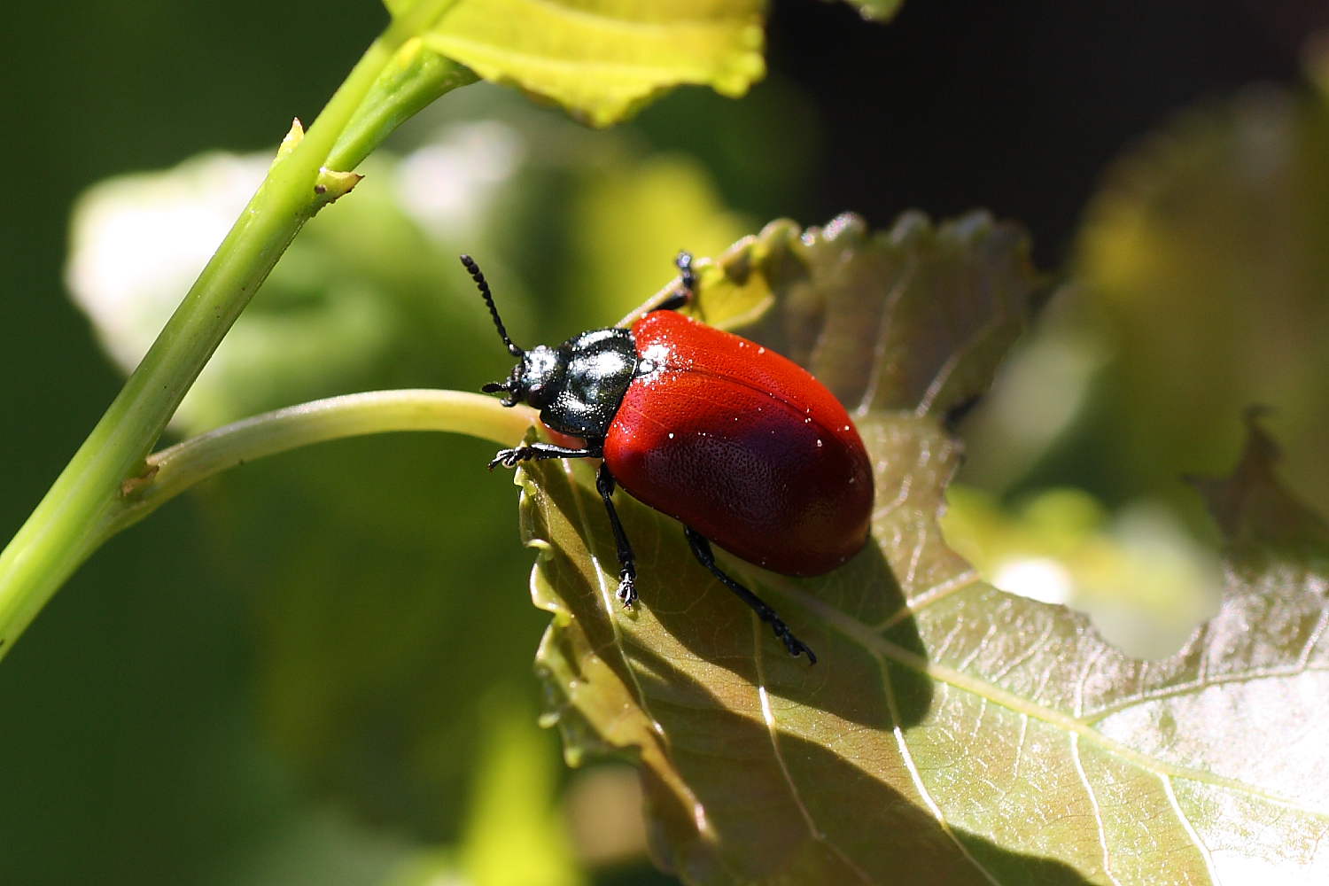 Chrysomela populi