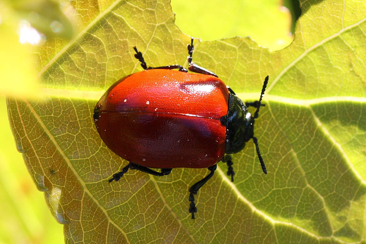 Chrysomela populi