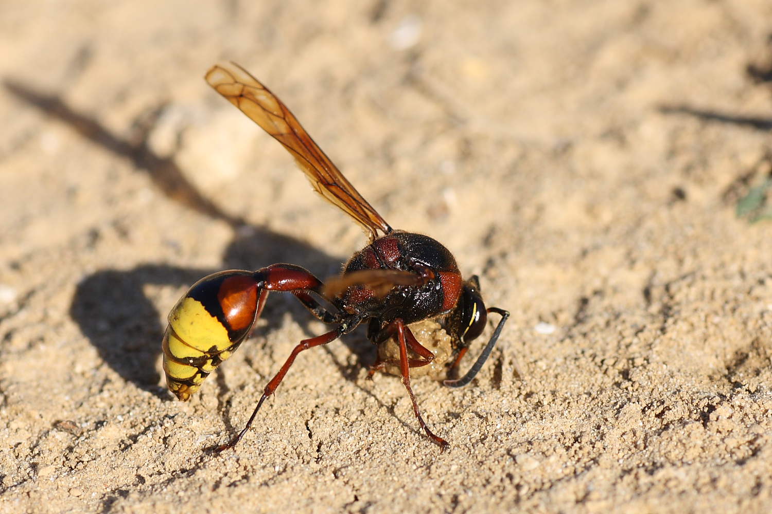 Delta unguiculatum al lavoro