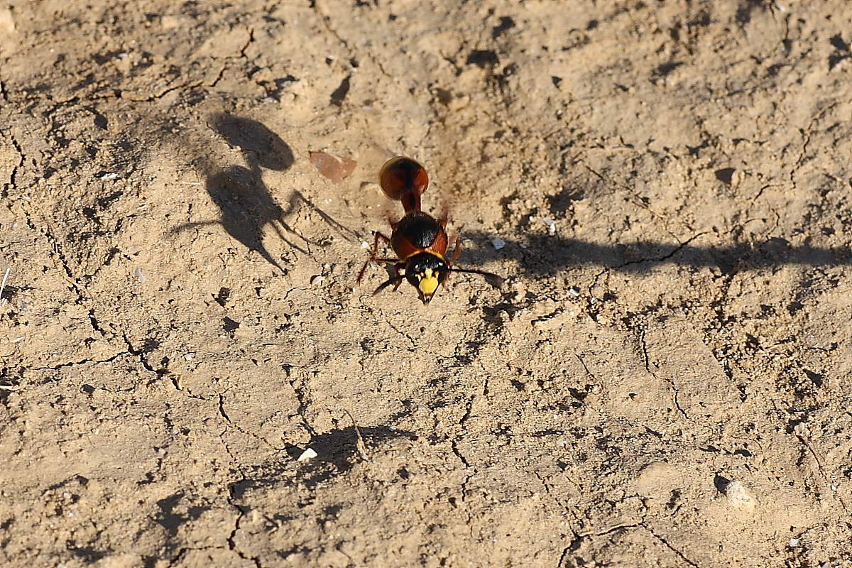 Delta unguiculatum al lavoro