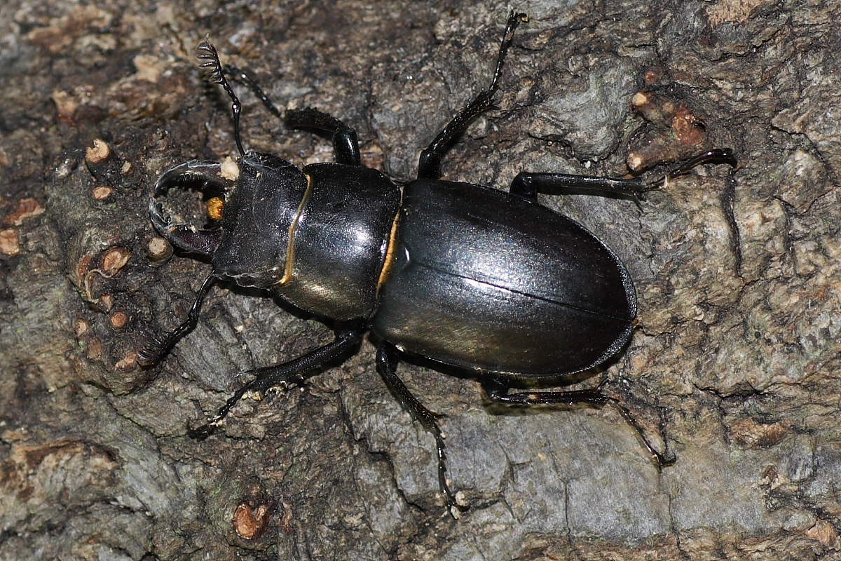 I Cervi volanti della selva di Gallignano