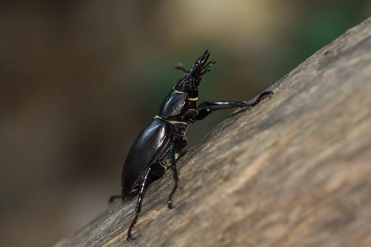 I Cervi volanti della selva di Gallignano