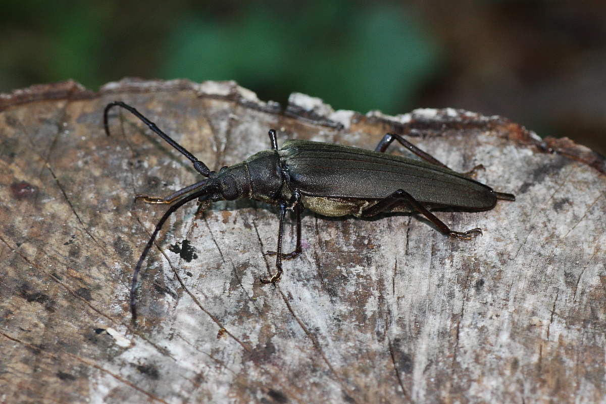 Aegosoma scabricorne