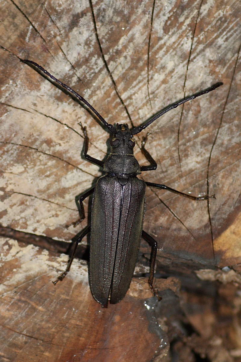 Aegosoma scabricorne