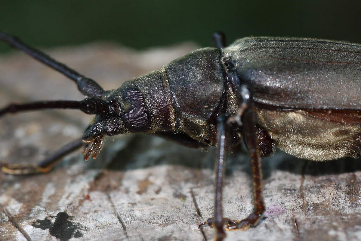 Aegosoma scabricorne