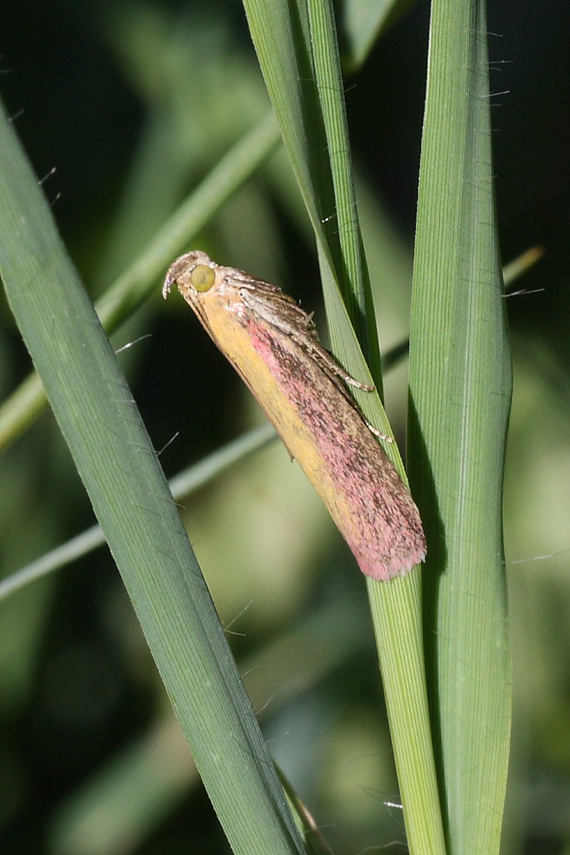 Da identificare : Oncocera semirubella ♂