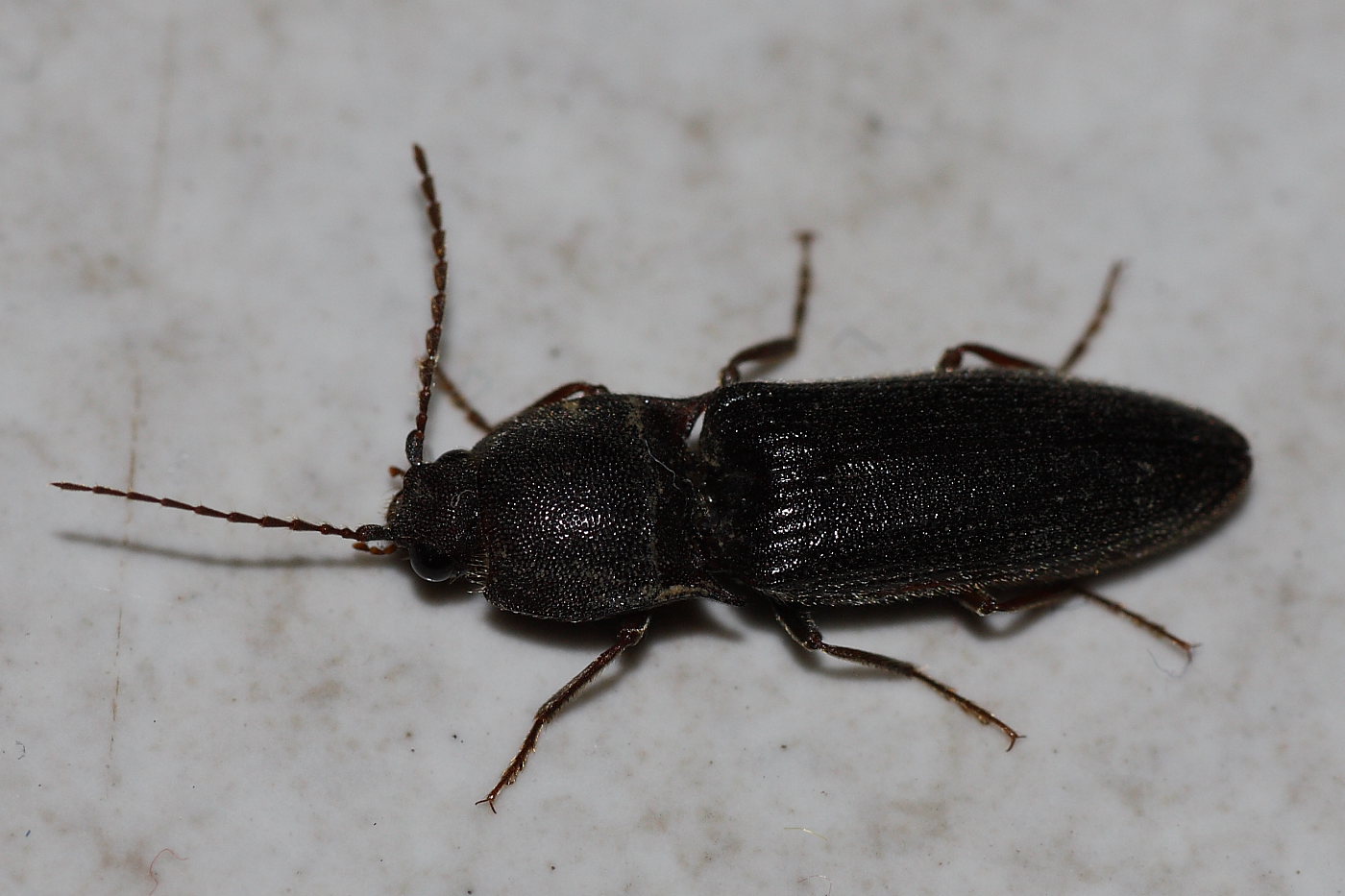 Cidnopus pilosus ? Melanotus sp.