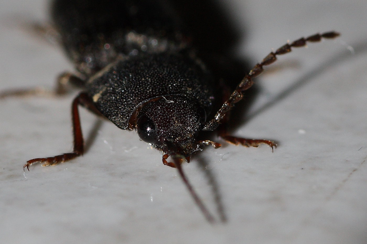 Cidnopus pilosus ? Melanotus sp.