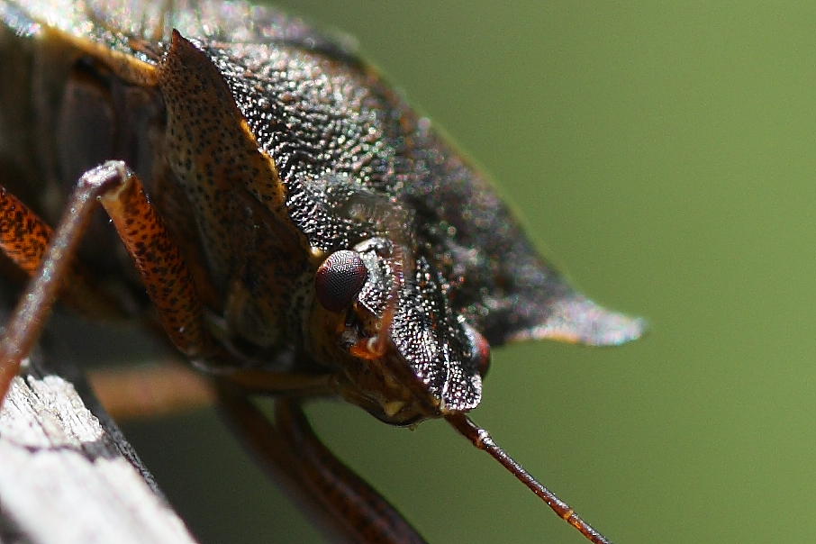 Pentatoma rufipes ?