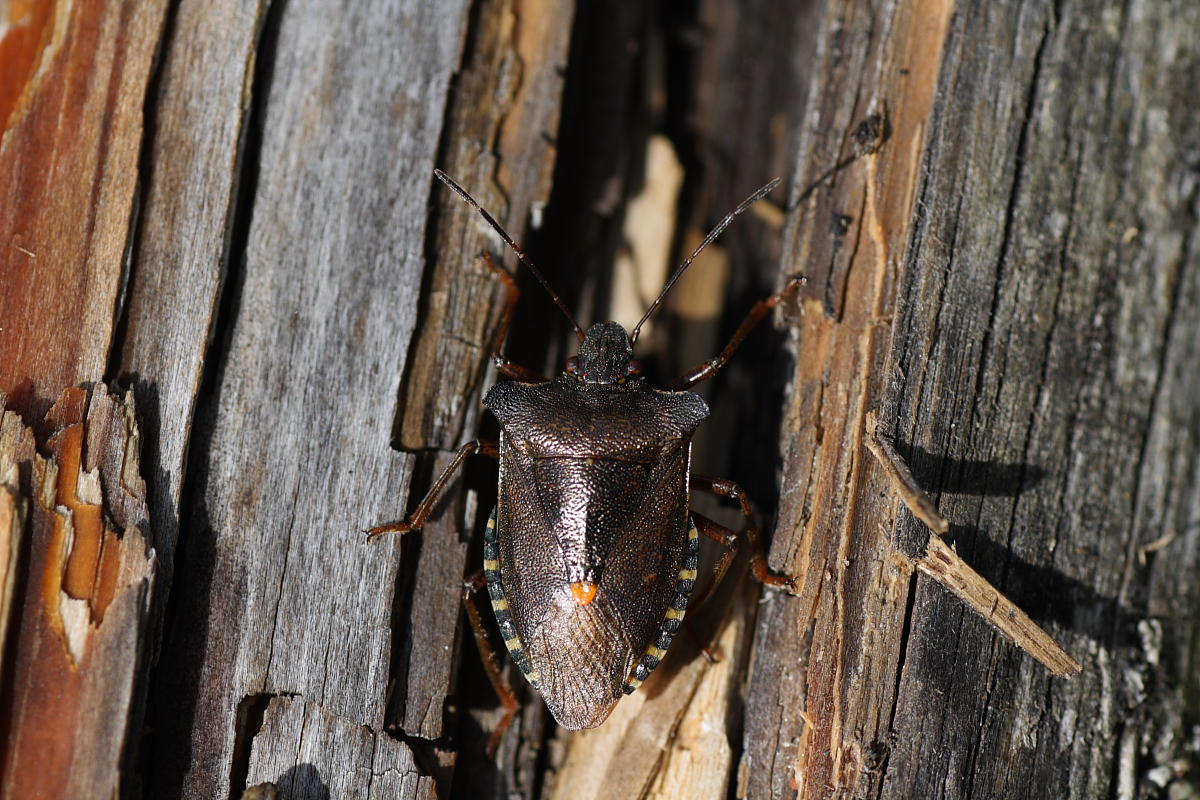 Pentatoma rufipes ?