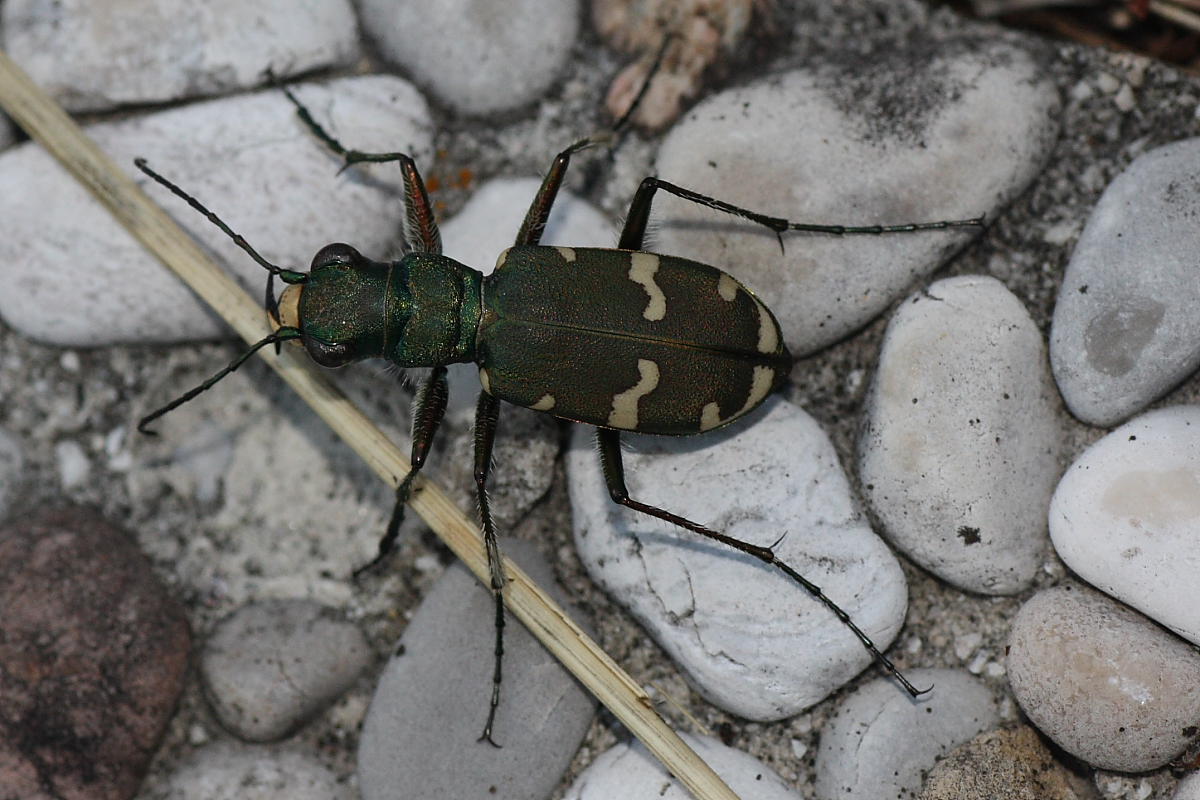 Cicindela sylvicola dalla Valle Morobbia (Ticino)