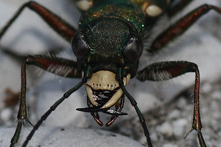 Cicindela sylvicola dalla Valle Morobbia (Ticino)