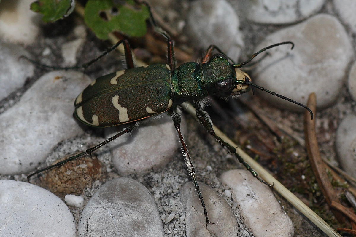 Cicindela sylvicola dalla Valle Morobbia (Ticino)