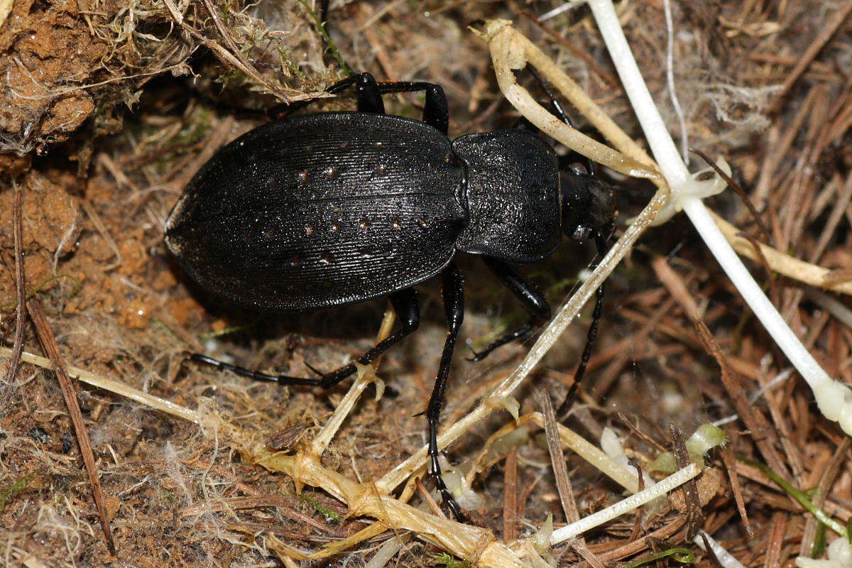 Carabus hortensis