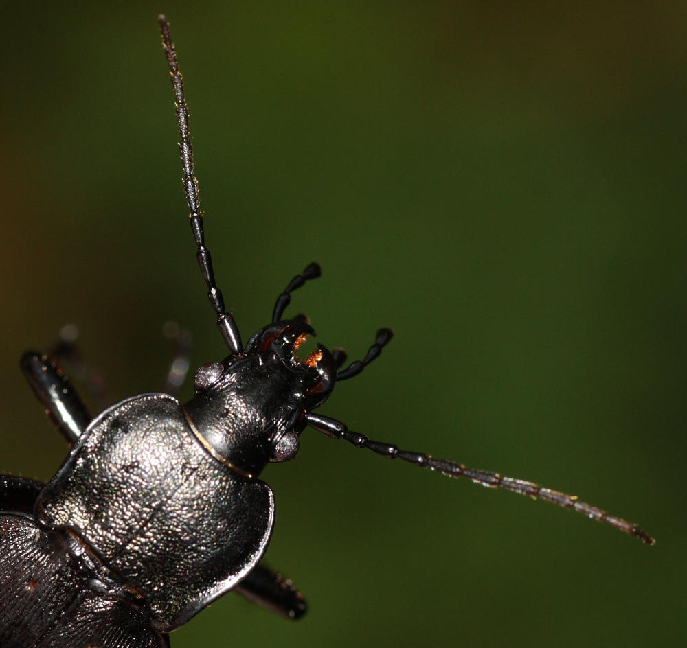 Carabus hortensis