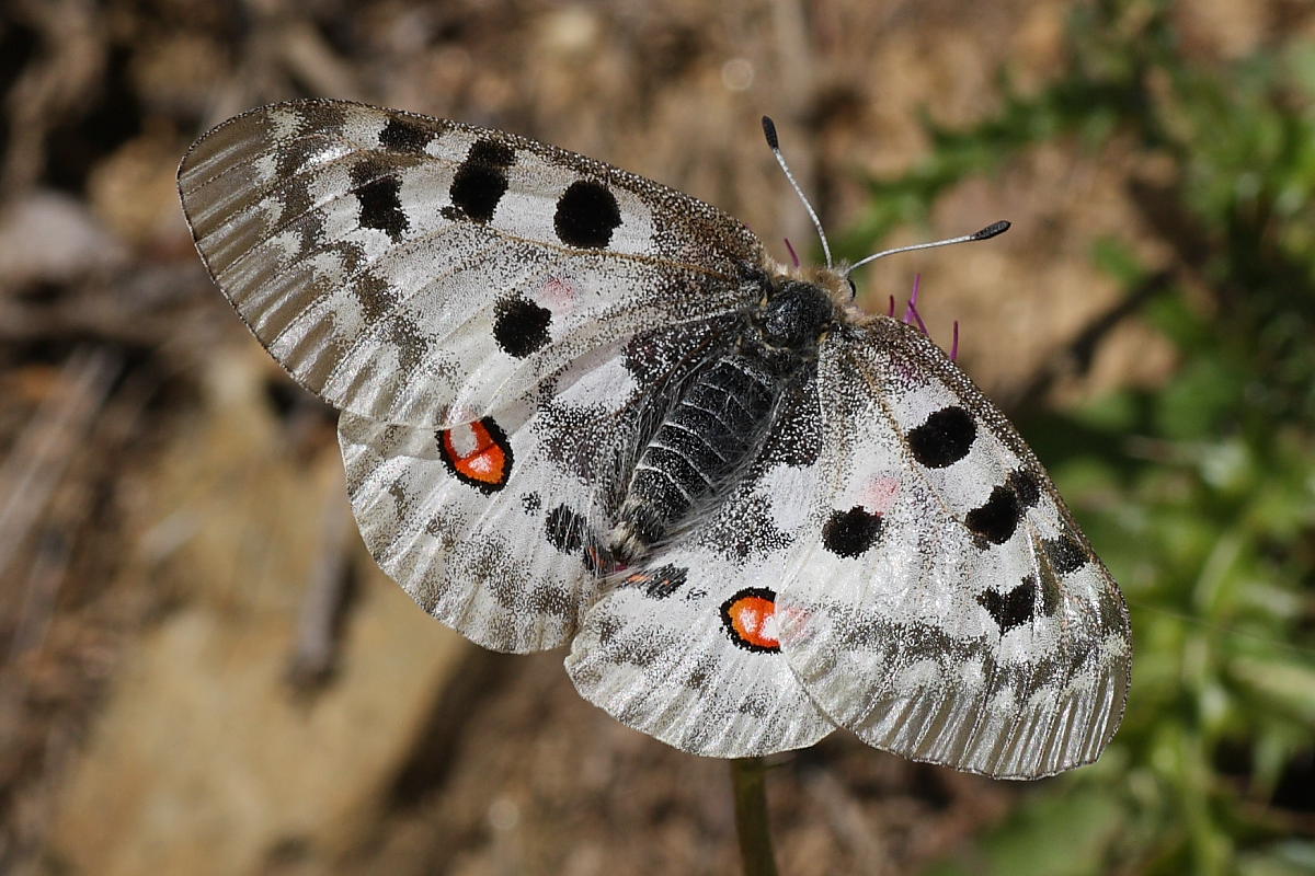 Domanda su Parnassius apollo