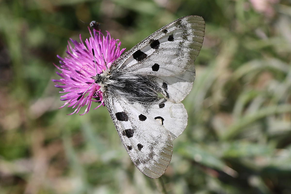 Domanda su Parnassius apollo