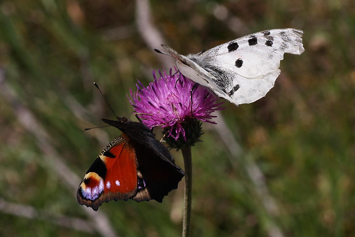 Domanda su Parnassius apollo