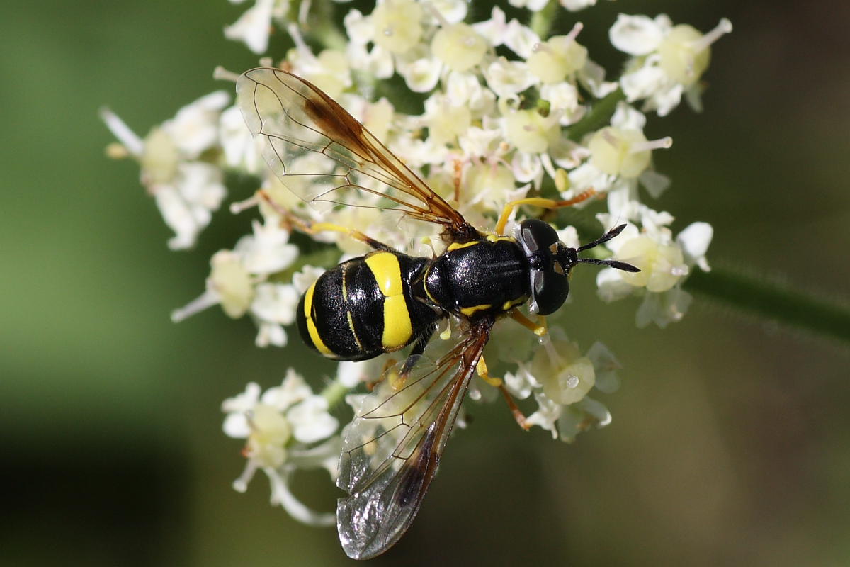 Chrysotoxum bicinctum ♀  (Syrphidae)