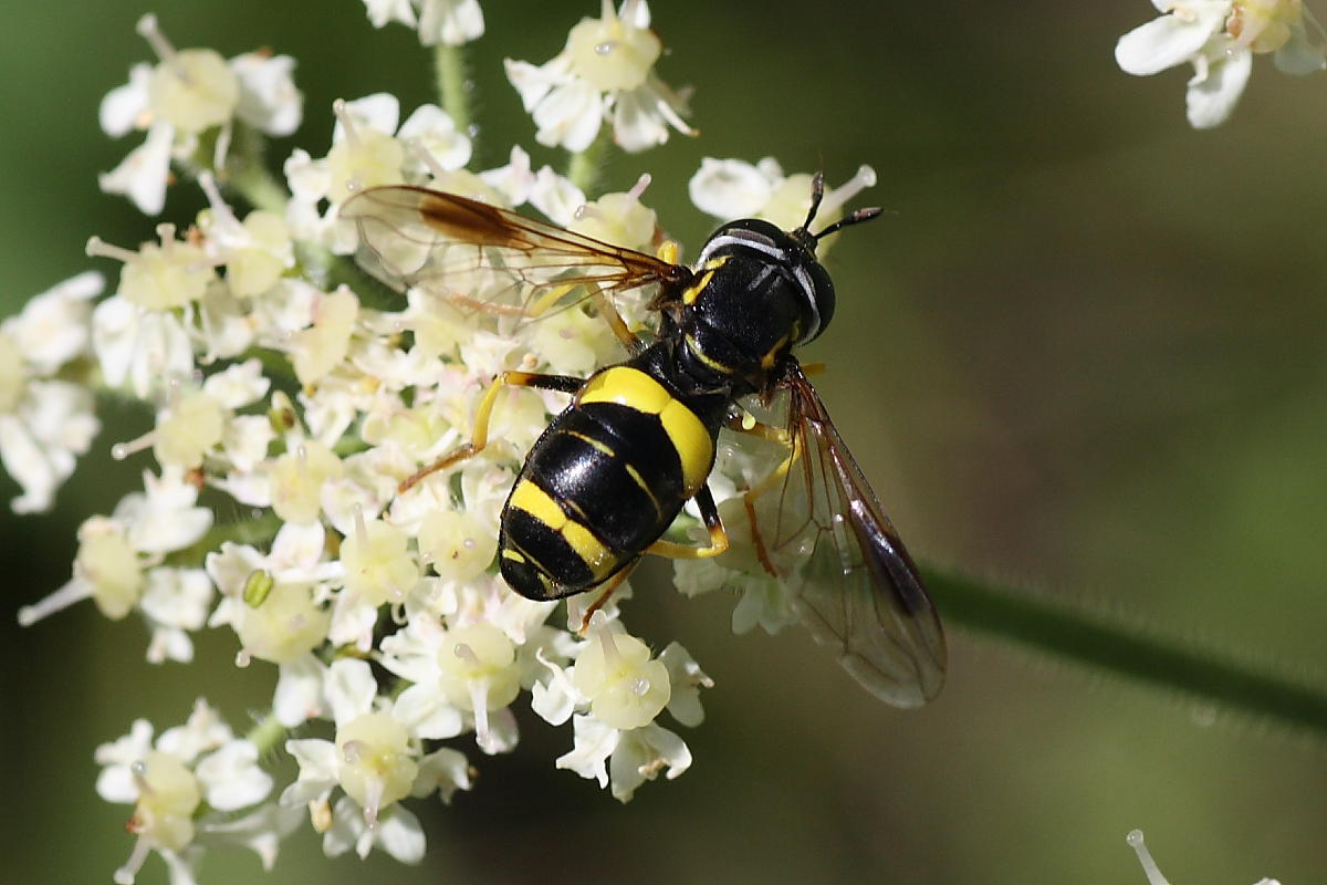 Chrysotoxum bicinctum ♀  (Syrphidae)