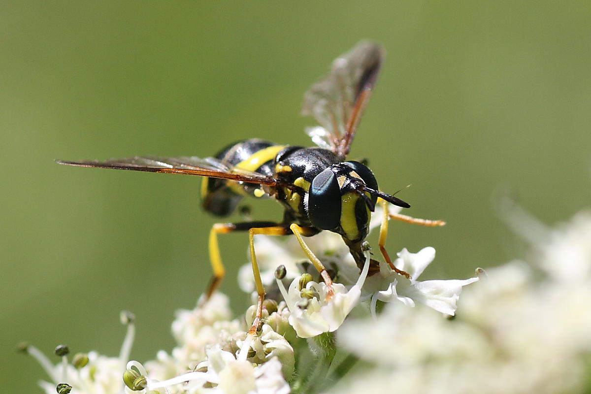 Chrysotoxum bicinctum ♀  (Syrphidae)