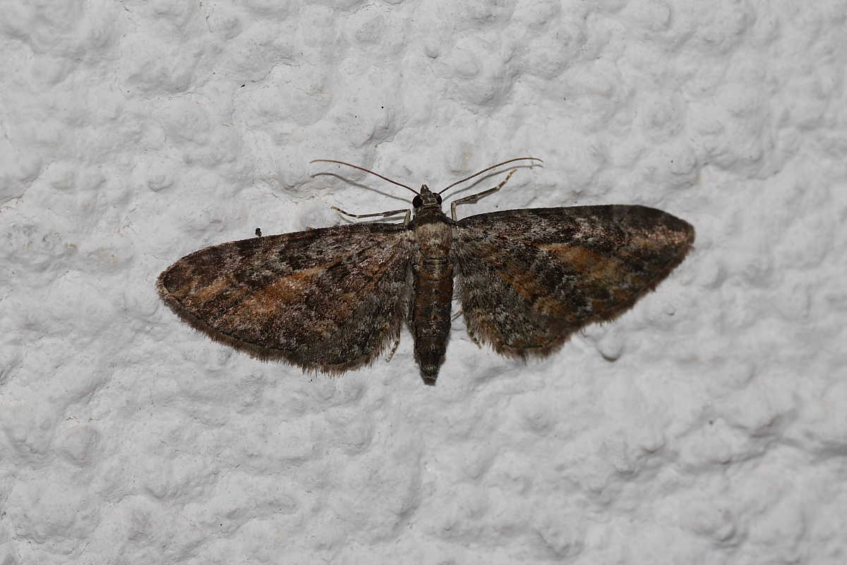 Quattro notturne da identificare