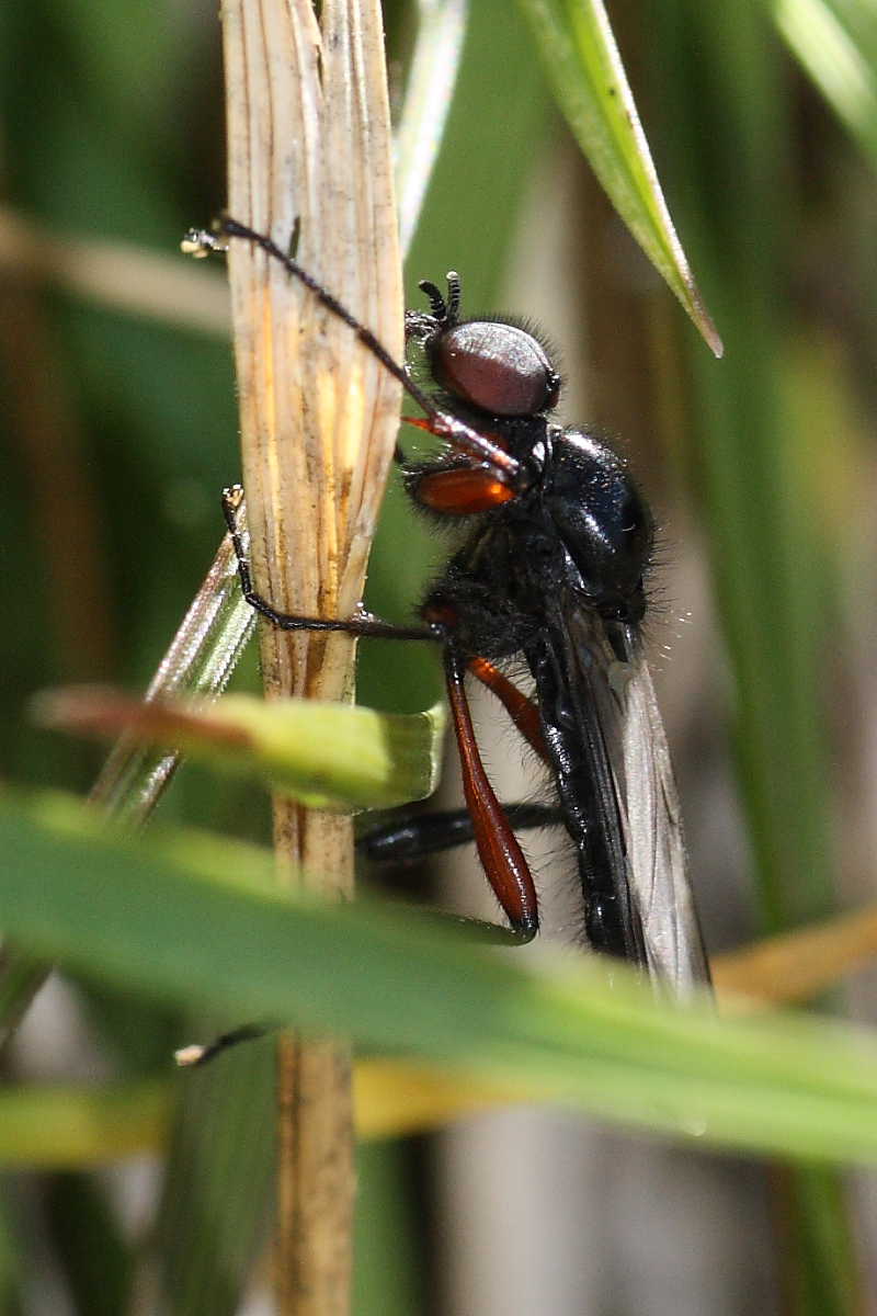 Bibio pomonae ♂ (Bibionidae)