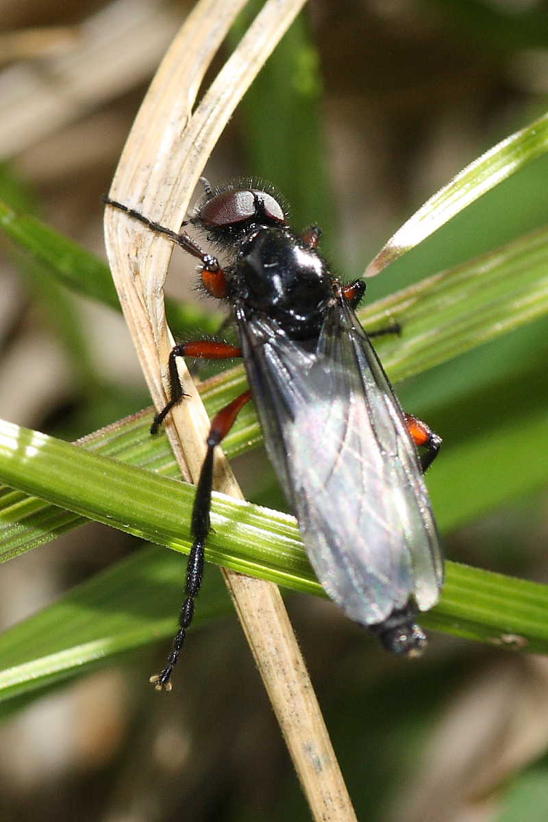 Bibio pomonae ♂ (Bibionidae)