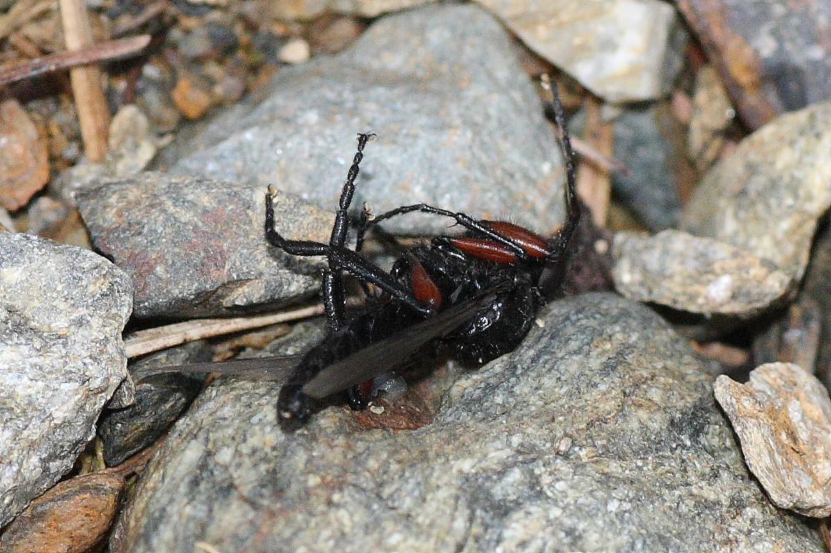 Bibio pomonae ♂ (Bibionidae)