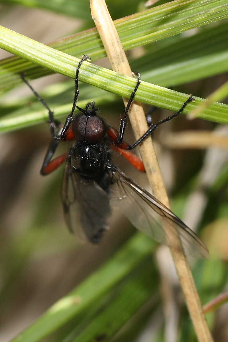 Bibio pomonae ♂ (Bibionidae)