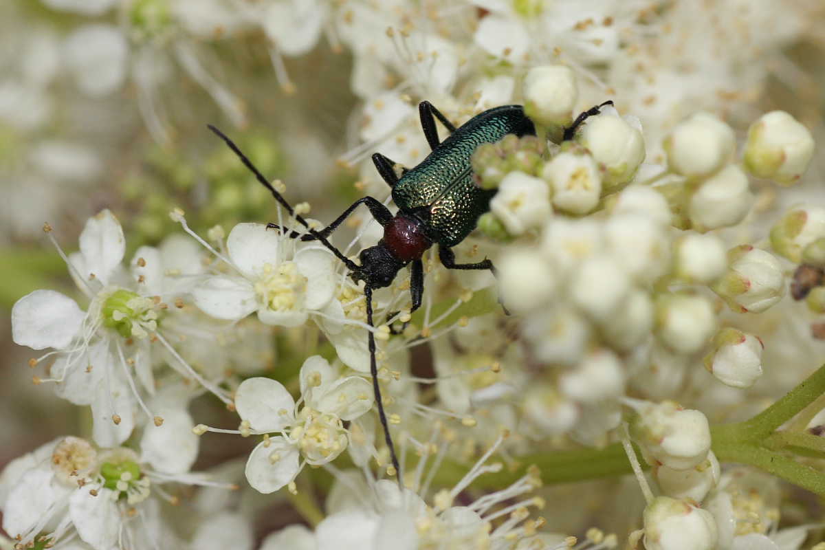 Cerambicidi floricoli della Val di Pejo