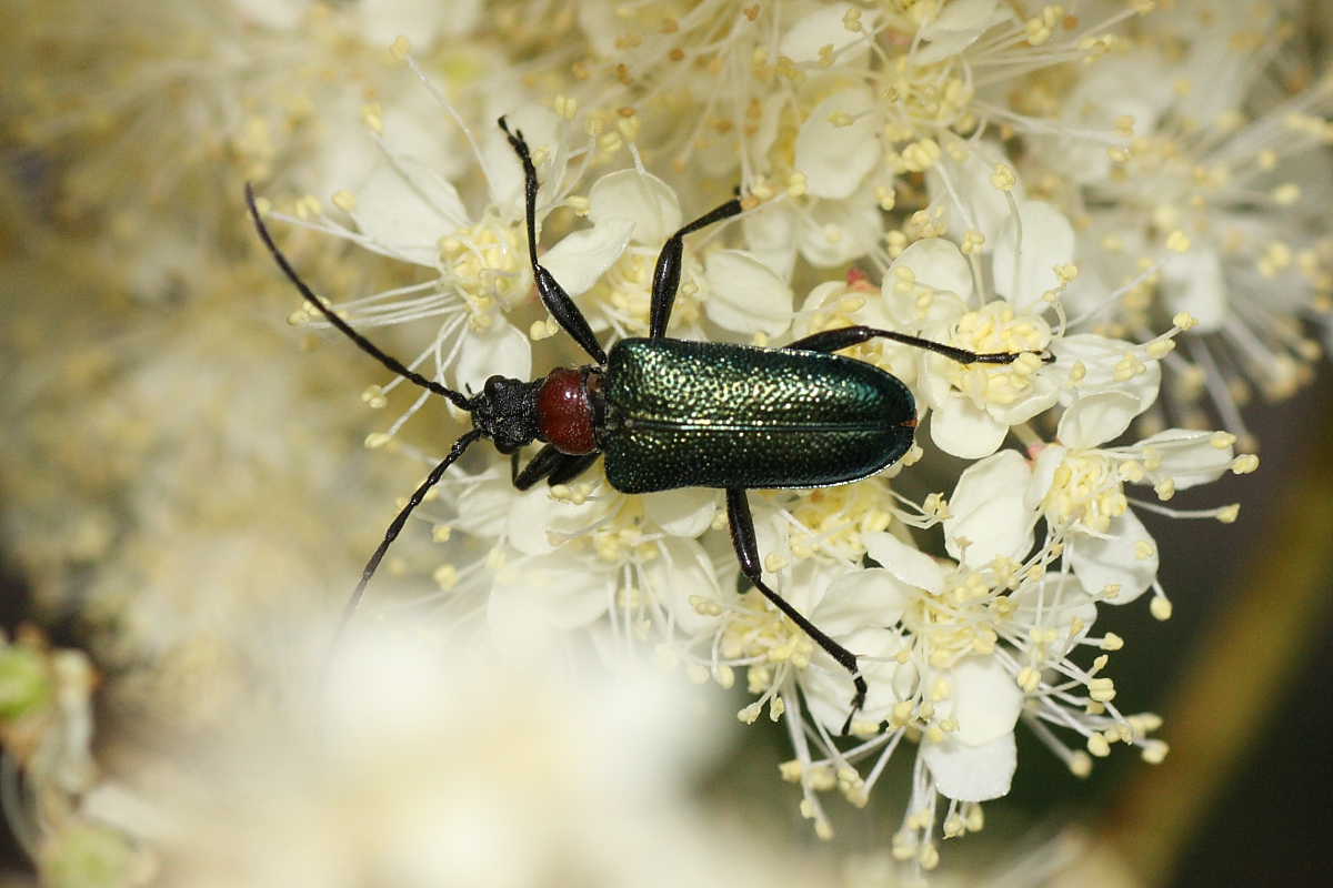 Cerambicidi floricoli della Val di Pejo