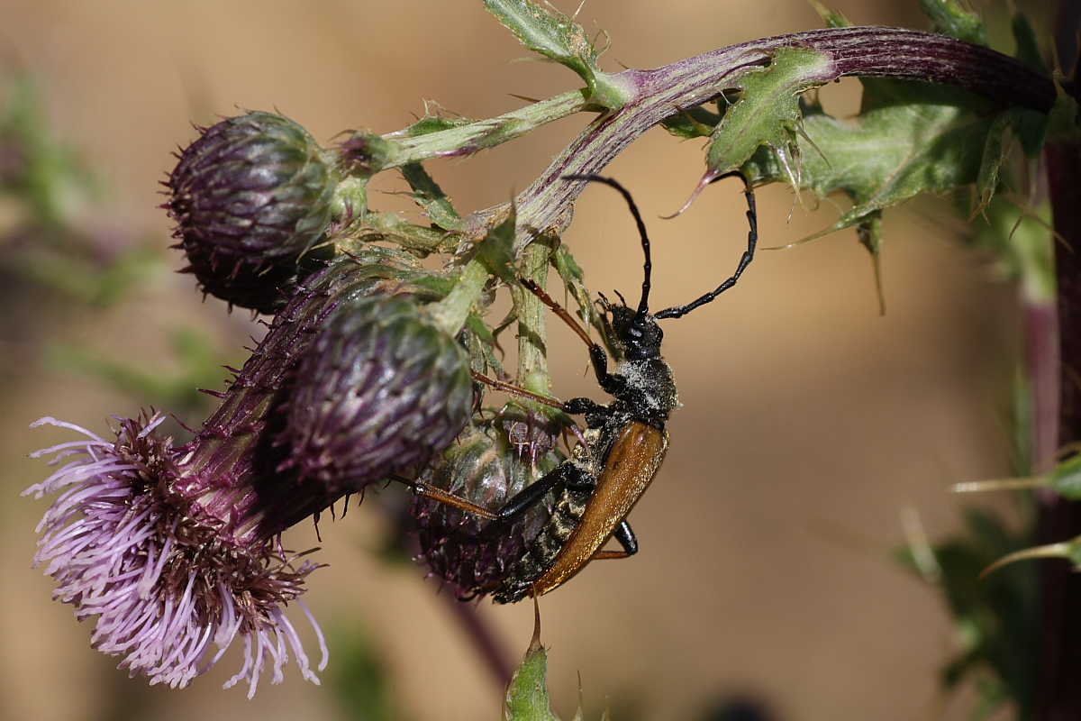 Cerambicidi floricoli della Val di Pejo