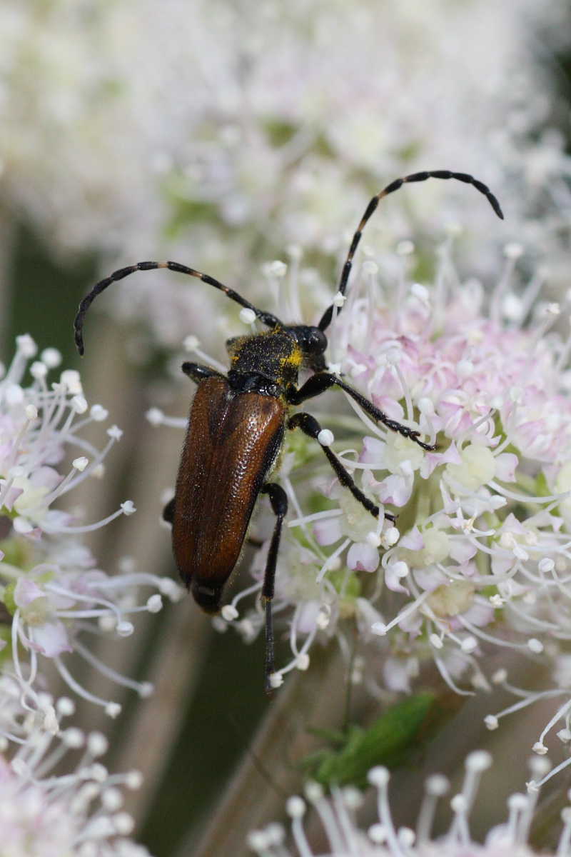 Cerambicidi floricoli della Val di Pejo