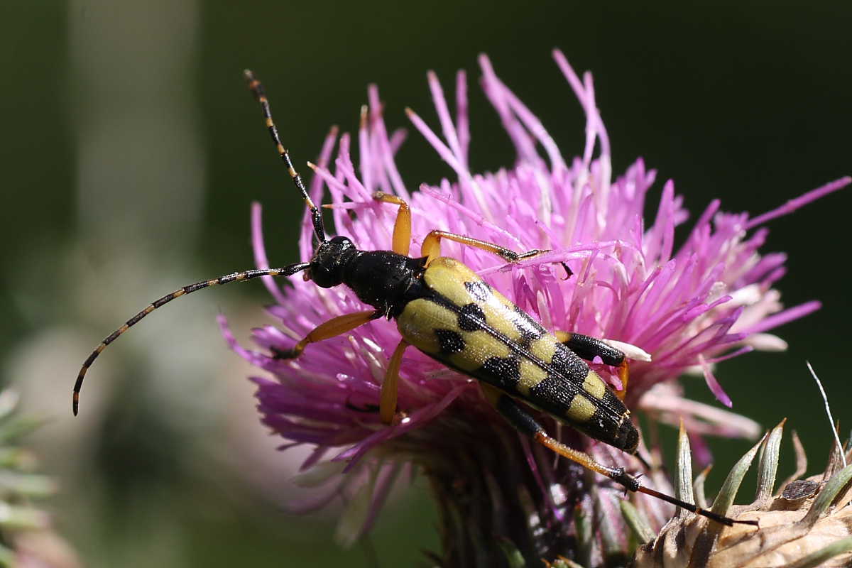 Cerambicidi floricoli della Val di Pejo