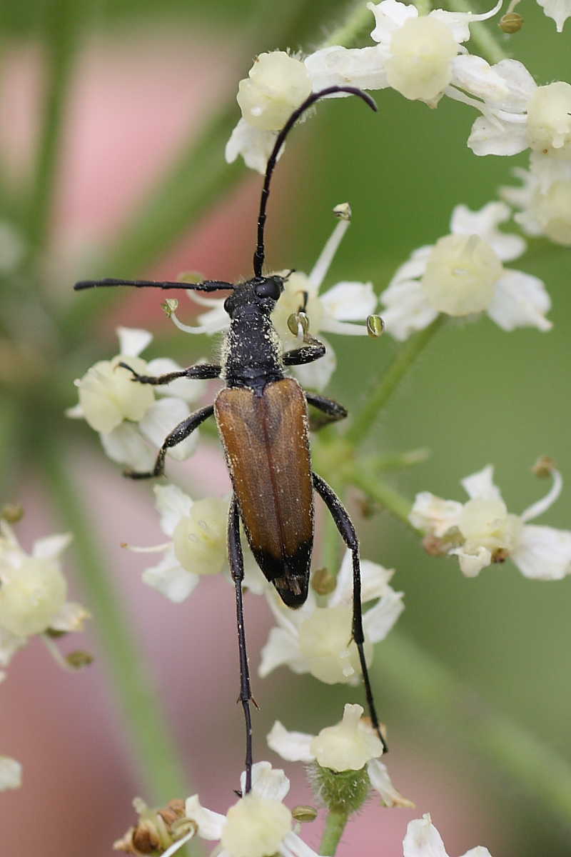 Cerambicidi floricoli della Val di Pejo