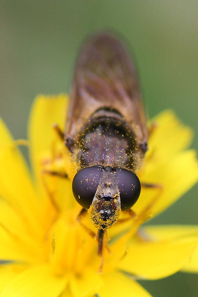 Cheilosia sp. (Syrphidae).