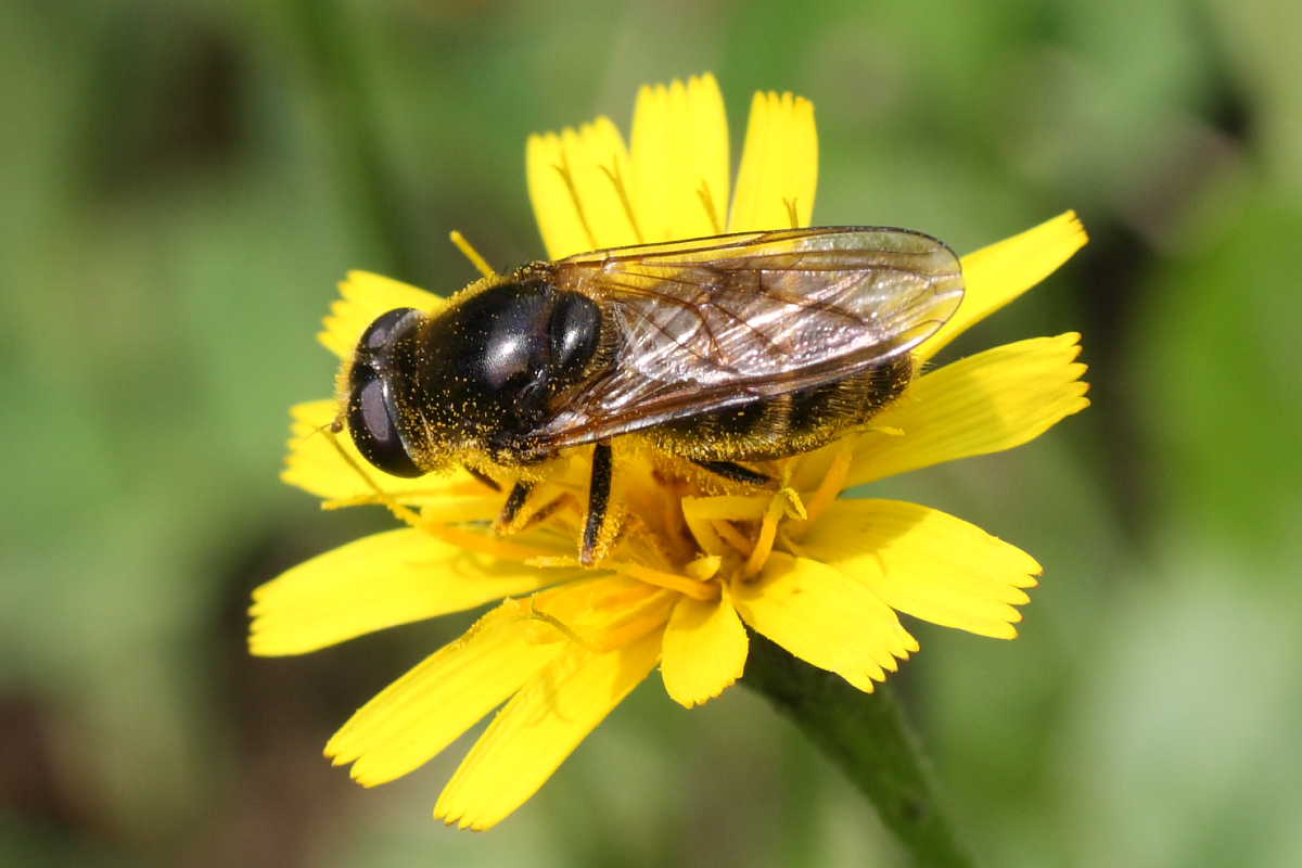 Cheilosia sp. (Syrphidae).